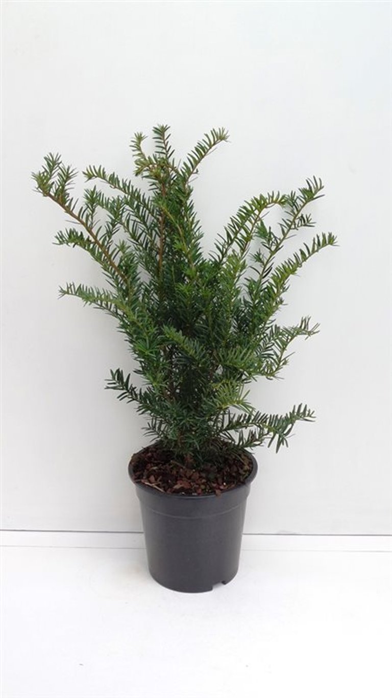 Taxus media 'Green Mountain' - C3 30-40 CM